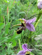 Офрис оводоносная 001